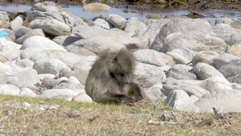 Chacma Baboons along the coast of the Atlantic ocean Видео 74493204