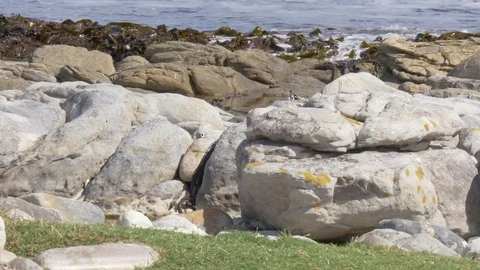 Chacma Baboons along the coast of the Atlantic ocean Stock Footage 74493335