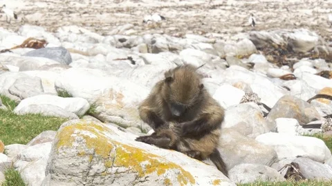 Chacma Baboons along the coast of the Atlantic ocean Видео 74496470