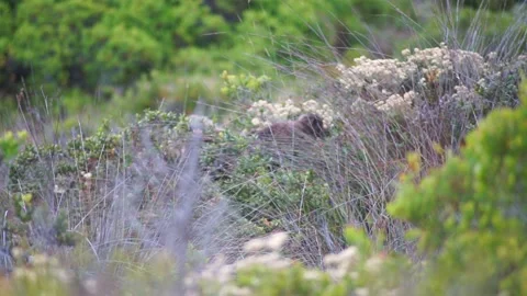 Chacma baboons feeding Stock-Footage 149111300