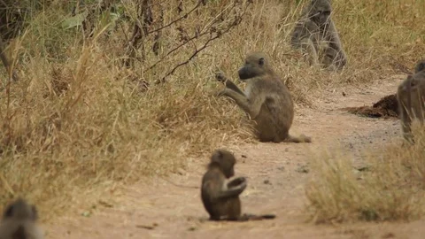 Chacma baboons foraging 動画素材 102446914