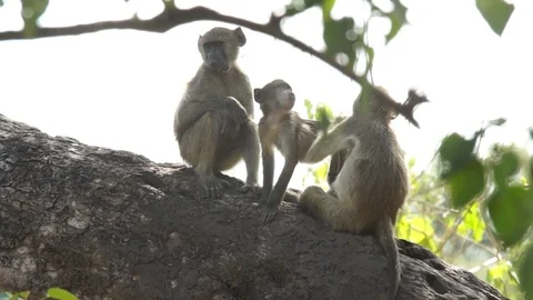 Chacma baboons grooming 動画素材 102447677