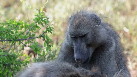 Chacma baboons grooming Stock Footage 145984504