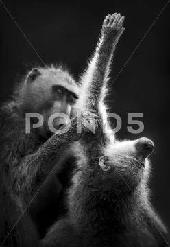 Chacma baboons grooming Stock Photos