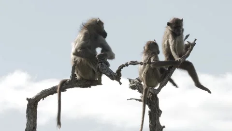 Chacma baboons perched on dead tree Stockbeeldmateriaal 301394659