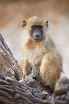 Chacma baboons Stock Photos