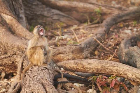Chacma baboons Stock Photos