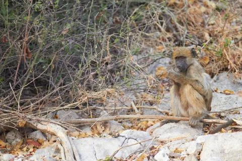 Chacma baboons Stock Photos