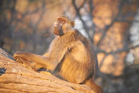 Chacma baboons Stock Photos