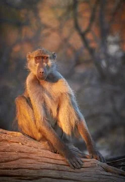 Chacma baboons Stock Photos