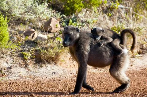 Chacma baboons Stock Photos