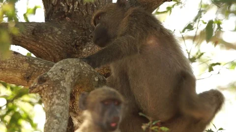 Chacma baboons playing interaction 動画素材 102449357