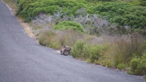 Chacma baboons Playing in a road Stock-Footage 149111312