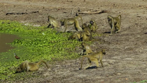 Chacma baboons sit on the shore of a lake and eat aquatic plants. Another Stock Footage 295798258