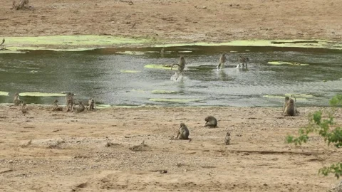 Chacma baboons suddenly become startled and and begin running through the Stock Footage 341599509