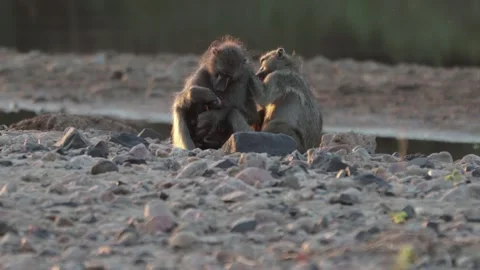 CHacma baboons sunset Stock Footage 301546778