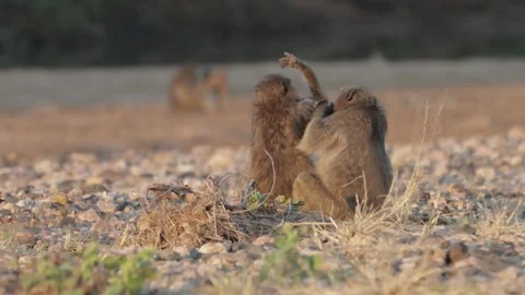Chacma baboons sunset grooming Stock Footage 301546754