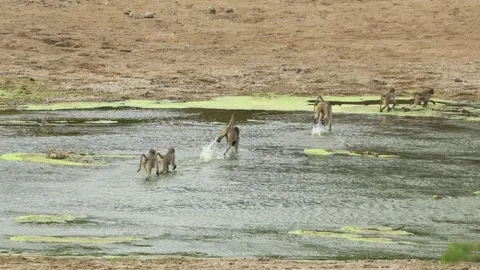 Chacma baboons walk through a shallow river when they suddenly become startled Stock Footage 342030059