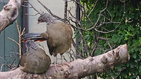 A chaco chachalaca bird resting Stock Footage 296841030