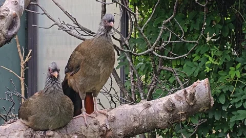 A chaco chachalaca bird resting Stock Footage 296841089