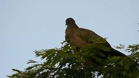 Chaco Chachalaca calling Stock Footage 88548333