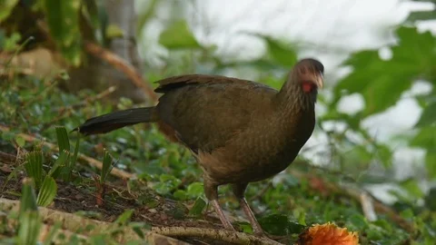 Chaco Chachalaca feeding on papaya 스톡 동영상 88548312