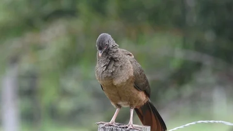 Chaco Chachalaca preening Vidéo 88548226