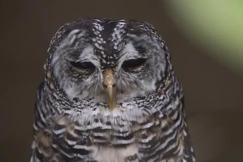 The Chaco Owl (Strix chacoensis). Stock Photos