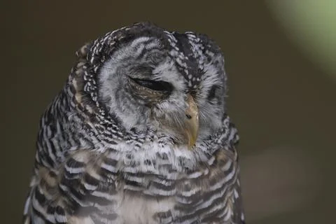 The Chaco Owl (Strix chacoensis). Stock Photos