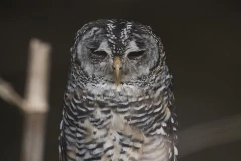 The Chaco Owl (Strix chacoensis). Stock Photos