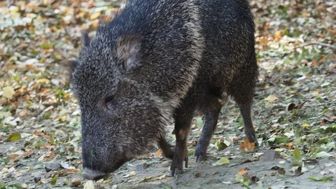 Chacoan Peccary Stock Footage Royalty Free Stock Videos Pond5