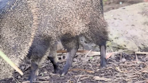 Chacoan peccary foraging on forest floor in natural habitat with dynamic mo.. Stock Footage 332637354