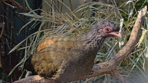 A Chacochachalaca bird  Stock Footage 275892630
