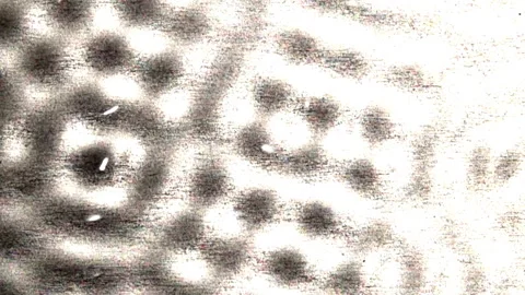 Chadni Patterns form in a vibrating liquid demonstrating node oscillation. Stock Footage 144631246