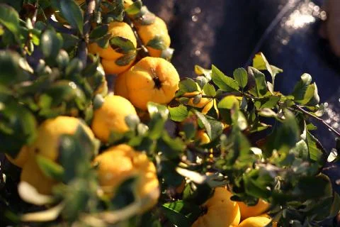 Chaenomeles 스톡 사진