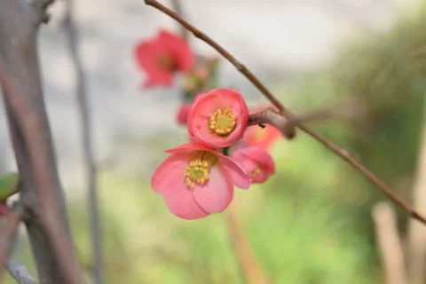 Chaenomeles Stock Photos