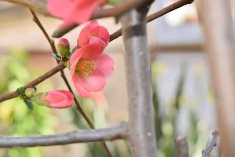 Chaenomeles Stockfoto's