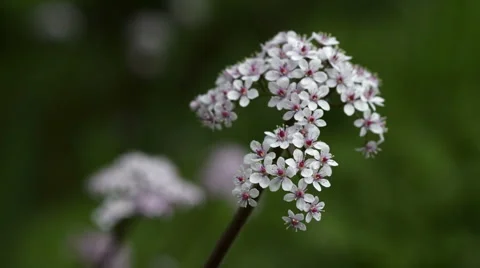Chaerophyllum / Apiaceae Stock Footage 41279612