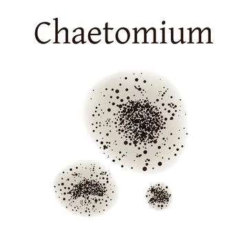 Chaetomium mold vector illustration isolated on white background. Stock Illustration