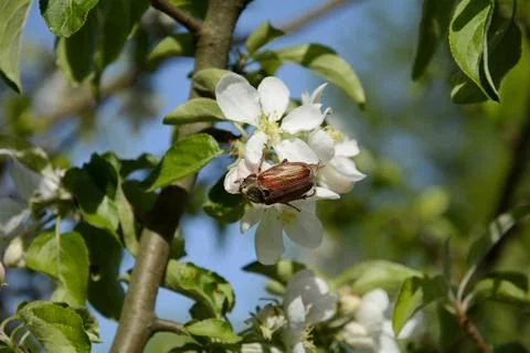 Chafer beetle eats flowers of a young tree. Stock Photos