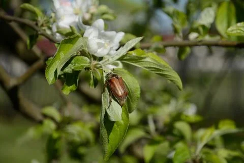 Chafer beetle eats flowers of a young tree. Stock Photos
