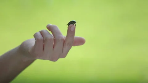 Chafer beetle flies from the hands of man. Stock Footage 130749034