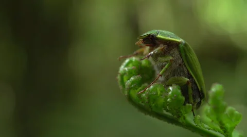 Chafer Beetle Stock Footage 49807773