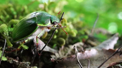 Chafer Beetle Stock Footage 49809520