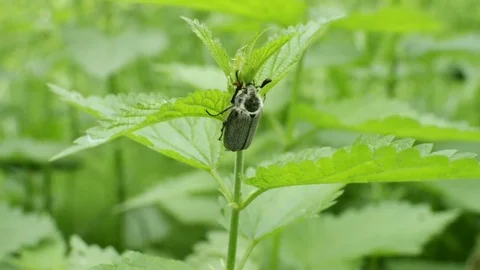 Chafer beetle sitting on green stern and swaying in wind. Closeup view on bug in Stock Footage 76765459