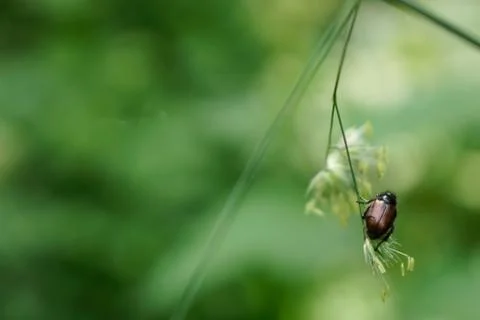 Chafer bug beetle sitting on grass in front of green background Stock Photos