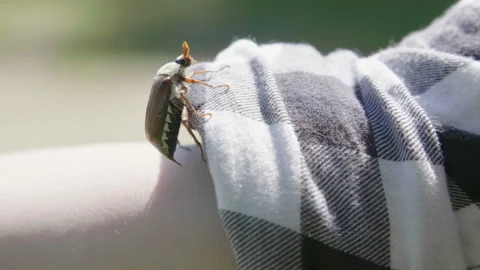 Chafer climbed on hand. Beetle crawling on hand. Stock Footage 143993488