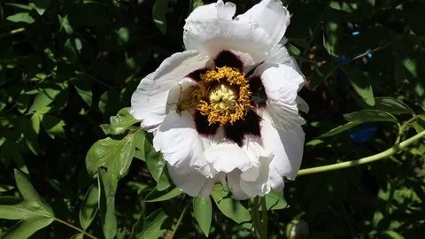 Chafer climbing on the flower Stock Footage 86227872