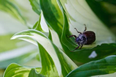 Chafer closeup Stock Photos