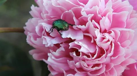 Chafer crawling on a flower the peony Stock Footage 65290669